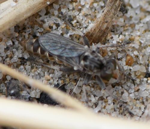 Craticulina sp.